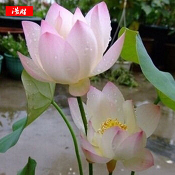 浩胜 水生碗莲荷花种子 盆栽水养植物 室内迷你花卉睡莲 人工开口四季