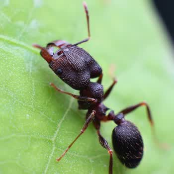 伊大头蚁pheidole yeensis活体宠物蚂蚁家园工坊科普教育森大头蚁 4后