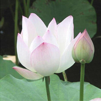 我要发芽 碗莲种子礼包 水生植物迷你荷花种子套装 盆栽花卉 佛手观音