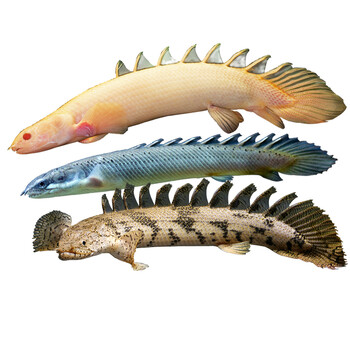 恐龙鱼虎斑恐龙九角恐红眼恐龙热带观赏鱼水族大型鱼宠物活体 九角