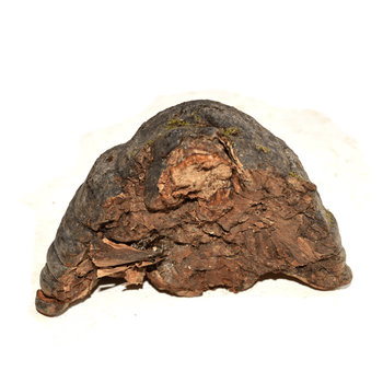 野生木蹄灵芝 250g 云南深山 250g_ 4折现价118元