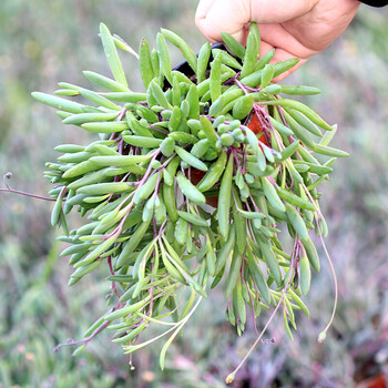 开运竹转运竹观音竹 水培植物绿植花卉 办公居家室内盆栽 紫玄月送