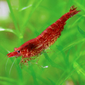 鱼官儿樱花虾观赏虾活体水族箱造景宠物虾水草
