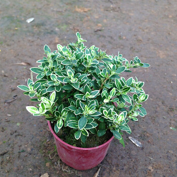 六月雪阳台室内桌面趣味盆栽绿植花卉盆景小盆栽绿植好养花卉六月雪 中苗 不含盆 图片价格品牌报价 京东