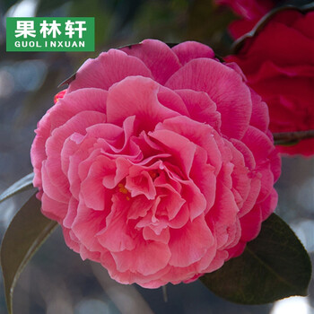 百变女王5年苗〔当年开花〕 不含盆_ 6折现价50元