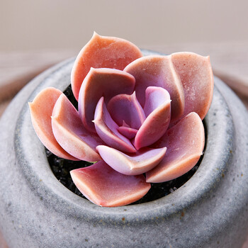 多肉植物山地玫瑰绿色植物花卉盆栽办公桌植物 紫珍珠 3-4cm 不含盆
