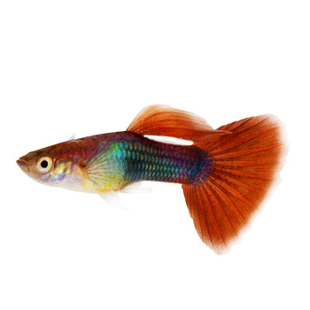 孔雀鱼活体凤尾热带小型淡水宠物鱼红绿灯鱼水族金鱼纯种观赏鱼苗