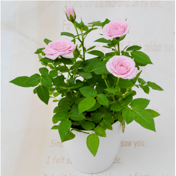 观花植物室内带花苞四季开花植物阳台迷你玫瑰花卉盆栽 精品玫瑰粉色
