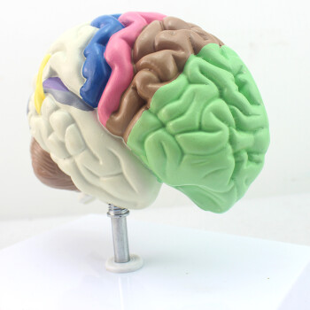 ENOVO颐诺医学人体大脑功能分区模型端脑模型人大脑解剖器官大脑皮质结构与功能分区大脑半球结构神经科