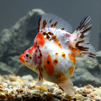 短尾红白鎏金活体鱼苗饲料淡水观赏鱼小金鱼活体冷水宠物鱼 樱花鎏金