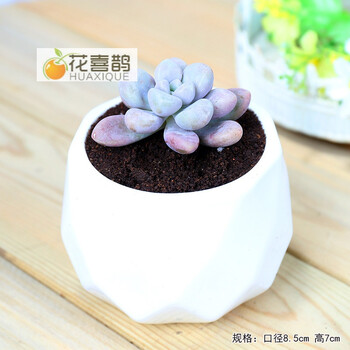 新多肉植物组合盆栽肉肉植物新手室内绿植莎莎女王多肉土花盆艾伦含白瓷新款菱形含盆 图片价格品牌报价 京东