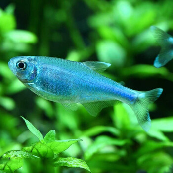 热带鱼观赏鱼水族草缸灯鱼红绿灯宝莲灯小型鱼苗灯科淡水活体宠物鱼 