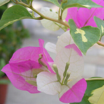 花明柳媚三叶梅三角梅重瓣树苗爬藤植物绿植花卉盆栽室内外阳台庭院