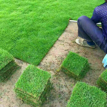 草坪草皮庭院 草坪種子不修剪四季青馬尼拉帶泥果嶺草綠化植物 四季青