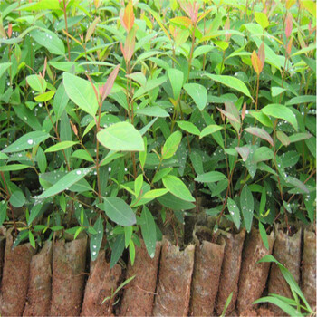 桉树苗桉树29号苗速生桉29号苗绿化树苗风景树苗生长快树苗 10棵 不含