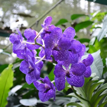 蝴蝶蘭花苗盆栽室內花卉客廳綠植觀花植物蝴蝶蘭大苗當年開花 深紫 不