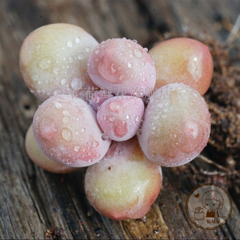 奶酪 进口多肉植物 多浆 猫姑娘多肉满 萌肉肉植物全国速递 单头随机