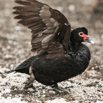 阿玛兰农场 散养黑羽番鸭 生鲜冷冻整鸭3000g老鸭子土鸭 黑羽番鸭1