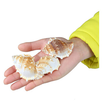 森森鱼缸造景海螺贝壳装饰品石螺珊瑚工艺摆件水族箱造景赤蛙螺1个fz