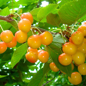 樱桃树苗 樱桃盆栽果树苗 庭院种植果树 大樱桃树苗 黄灯笼大樱桃