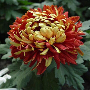 大菊花盆栽室内外庭院阳台花卉绿植物四季开花菊花苗 金背大红小苗 不