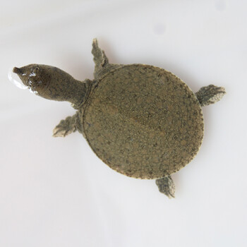 外塘小甲鱼苗活体鳖水鱼苗王八苗中华鳖团鱼龙鱼活体饲料 3-4cm(约8