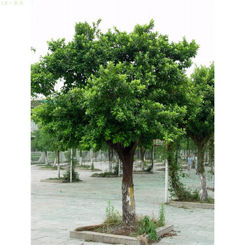 莱芮正宗小叶榕苗 小叶榕树苗 细叶榕 榕树苗 神树苗 绿化树苗 高1.