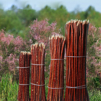 新疆野生红柳签子羊肉串签子户外烧烤签子30 35 40 50厘米 30厘米5000