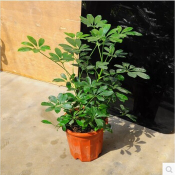 大型植物鹅掌柴 鸭掌木 鸭脚木办公室室内客厅大型盆景植物盆栽花卉绿植苗吸甲醛八方来财批发绿萝发财树40厘米高如此图展示含盆 图片价格