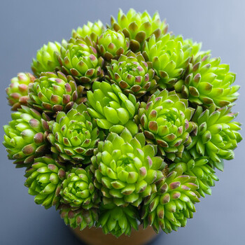 迷你卷娟群生 多肉植物花卉绿植盆栽特办公室 多肉 小盆景价 迷你卷娟