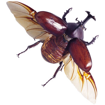 2018 夏季 热门宠物 独角仙成虫 锹甲 异宠另类宠物活体 甲虫 单独