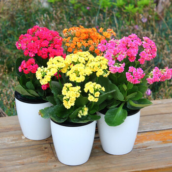 盆栽绿植室内发财树绿萝常春藤吊兰花卉植物 长寿花一盆(花色随机) 带