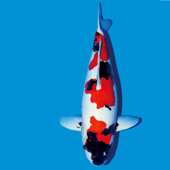 日本进口纯种昭和红白丹顶大正三色锦鲤冷水鱼风水观赏鱼活体 45-50cm