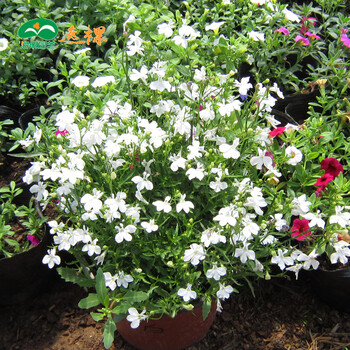 山梗菜花 草花冷凉花卉 阳台庭院易种  矮生盆栽 深六倍利赛船白色1袋