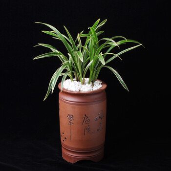 德馫 兰花苗建兰四季兰金边矮种 大果 浓香不带花苞观花植物室内阳台