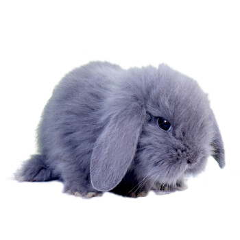 宠物兔子白色垂耳兔活体迷你兔子长不大折耳兔盖脸猫猫侏儒兔家养活体