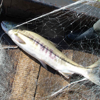 三花五罗(san hua wu luo) 【鹤岗特产】绥滨大马哈鱼