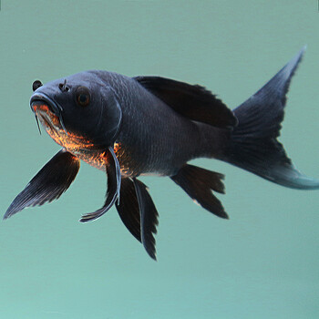 琅河水族 锦鲤鱼活体冷水观赏鱼多品类精选 乌金龙凤