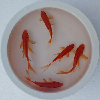 森森观赏锦鲤风淡冷水族宠物练手黄金红白三色绯白写别甲易养鱼苗活体