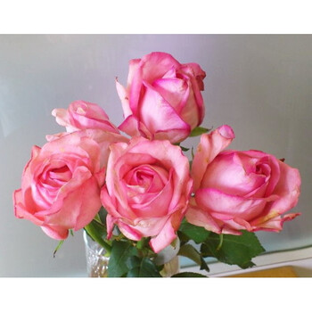 qianiu伊芙新娘(yves bridal)营养钵苗,.