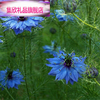 波斯宝石种子花卉种子四季盆栽庭院绿化种子约30粒