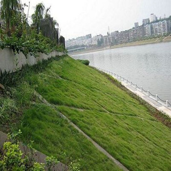 草坪种子狗牙根果岭草四季青草籽庭院别墅耐寒护坡型 细叶结缕草