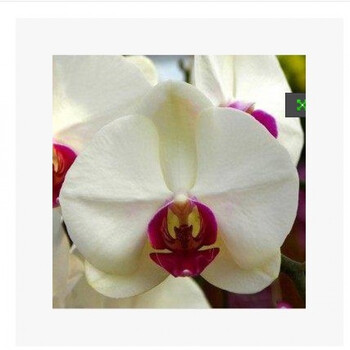 花明柳媚蝴蝶兰花苗盆栽 花卉绿植桌面办公室内 植物真花盆景盆花