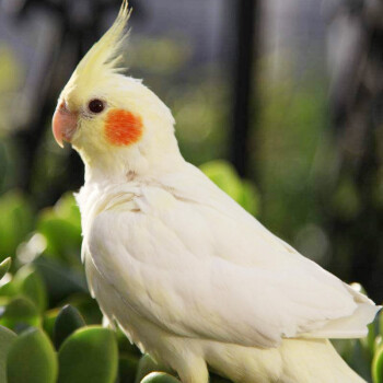 易萌寵物活體鳥觀賞虎皮玄鳳鸚鵡活體手養說話小鳥 黃化玄鳳1只