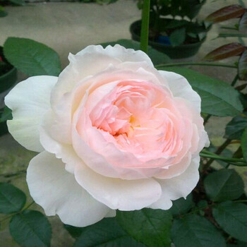 波莱罗灌木月季玫瑰花苗盆栽大花四季开花阳台