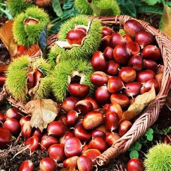 板栗苗 果树苗嫁接 大红袍板栗水果苗栗子树苗 南方北方种植板栗树苗