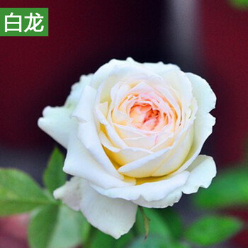 季开花藤本月季玫瑰大花花苗多花盆栽爬藤花卉阳台庭院盆栽植物 白龙