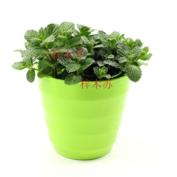 薄荷盆栽可食用净化空气香薄荷盆栽驱蚊香草植物柠檬猫薄荷薄荷绿色花盆含盆 图片价格品牌报价 京东
