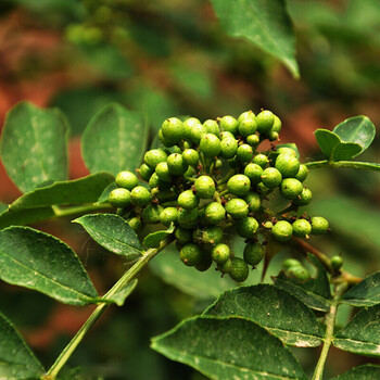 花椒树苗 大红袍九叶青花椒树麻椒树苗 食用大花椒 盆栽地栽绿植 当年