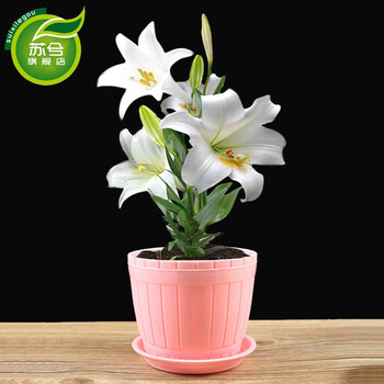 百合花盆栽百合种球室内盆栽花卉绿植带芽香水百合西伯利亚仿木桶盆套装 图片价格品牌报价 京东